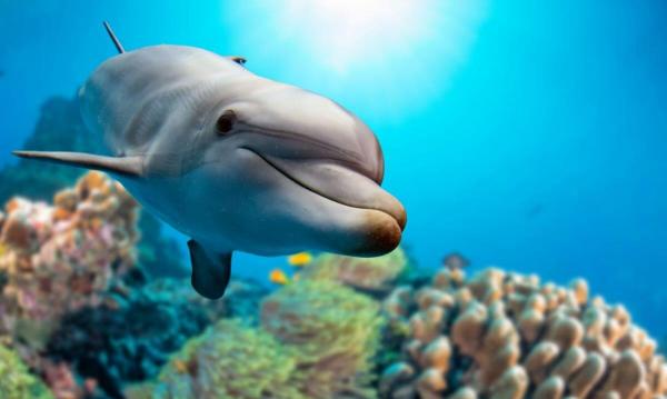 Drikker fisk vann?  – Drikker delfiner vann?