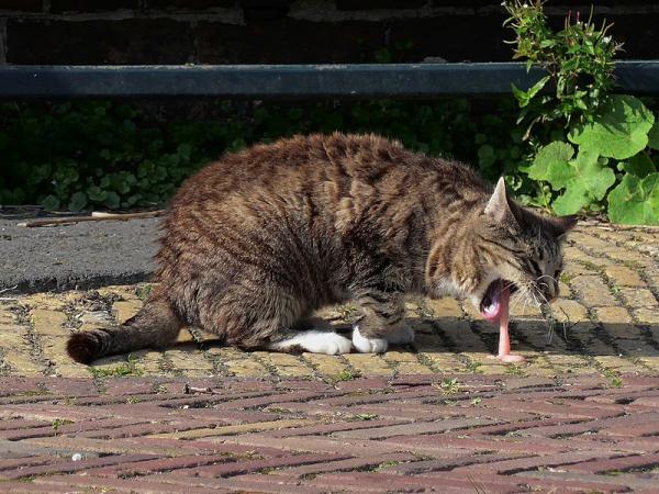 Hvorfor lukter kattens munn vondt?  – Det lukter fôrkroketter i munnen til katten min