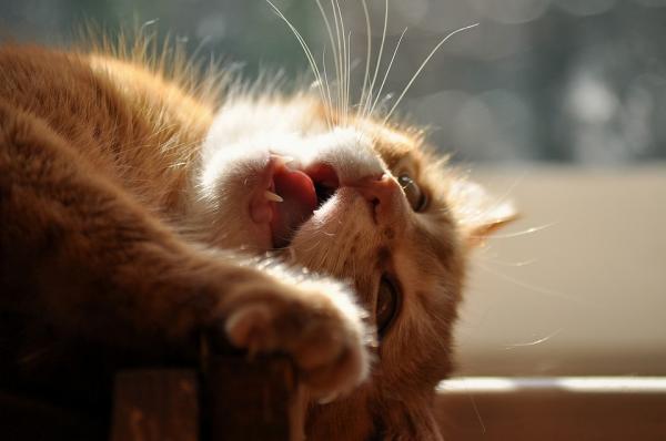 Hvorfor lukter kattens munn vondt?  – Katten min lukter veldig vondt