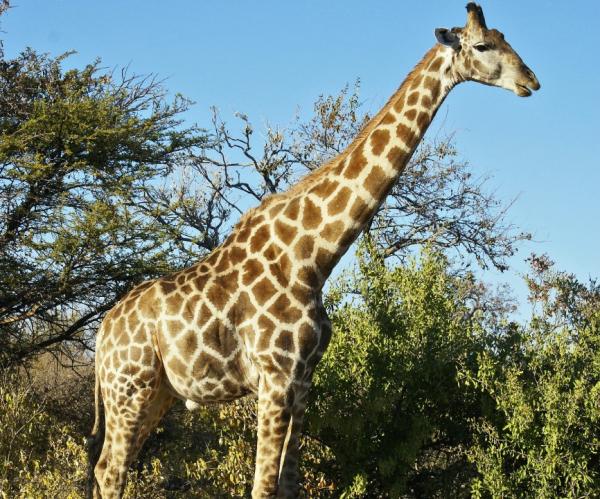 Typer giraffer - Typer giraffer camelopardalis