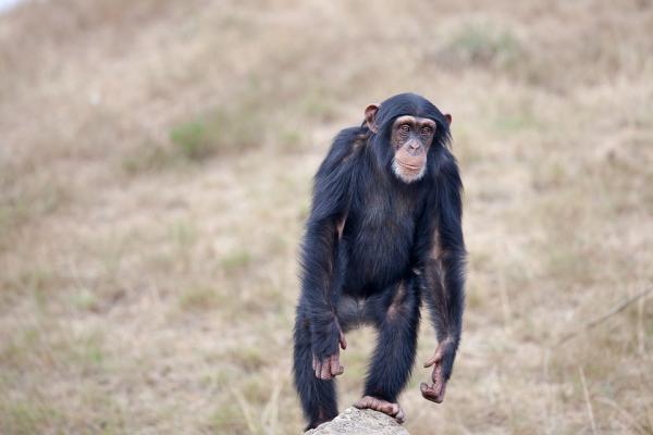 Primatenes opprinnelse og utvikling – kjennetegn ved primater