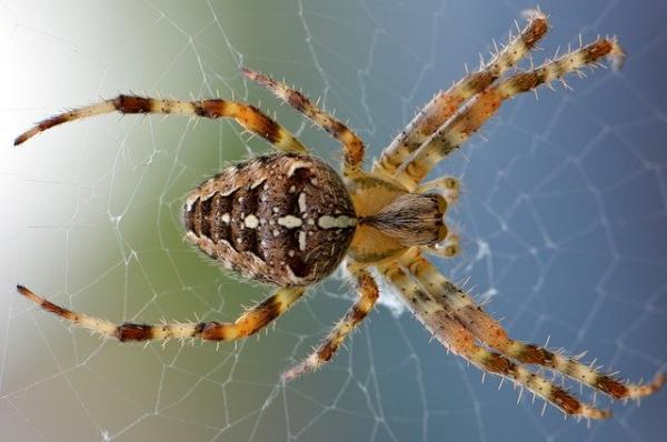Er edderkopper insekter?  - Generelle egenskaper ved edderkopper