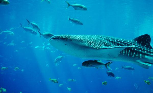 Faunaen i Det karibiske hav - 1. Hvalhaien, en stor sluker av plankton 