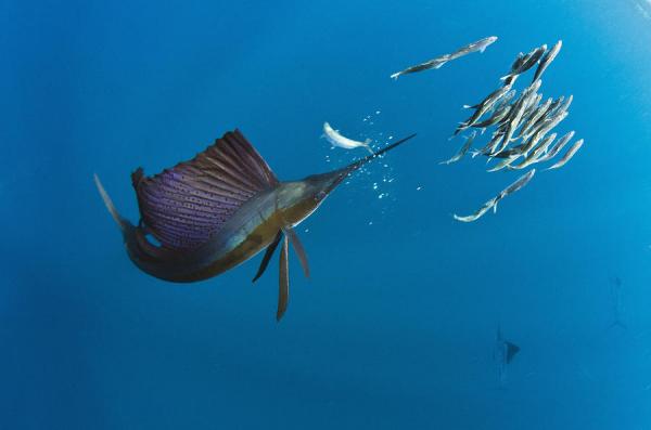 Faunaen i Det karibiske hav - 6. Seilfisken