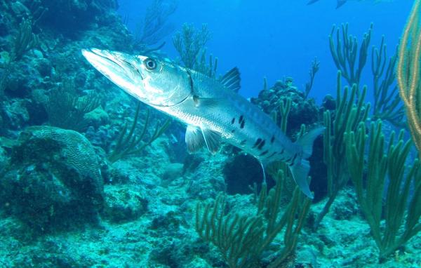 Faunaen i Det karibiske hav - 5. Barracudaen