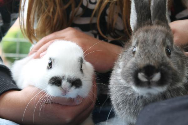 10 lyder av kaniner - Lyden av kaniner og deres betydning