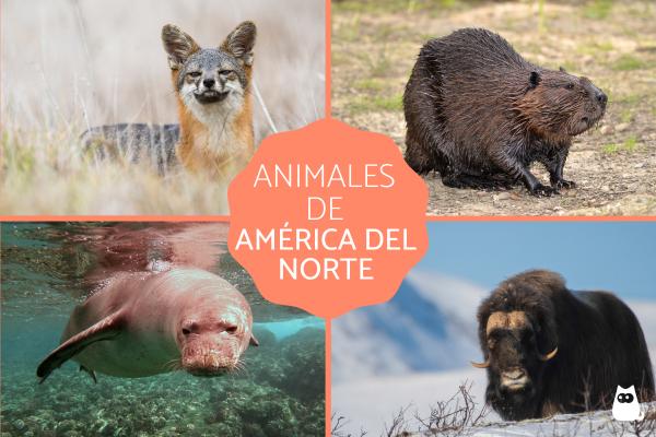 Animals of America - Dyr i Nord-Amerika