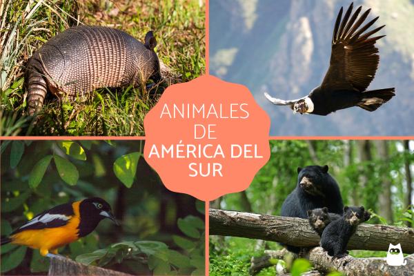 Animals of America - Animals of South America