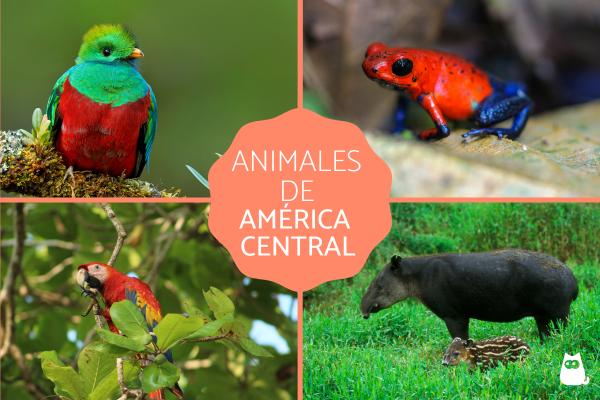 Animals of America - Animals of Central America