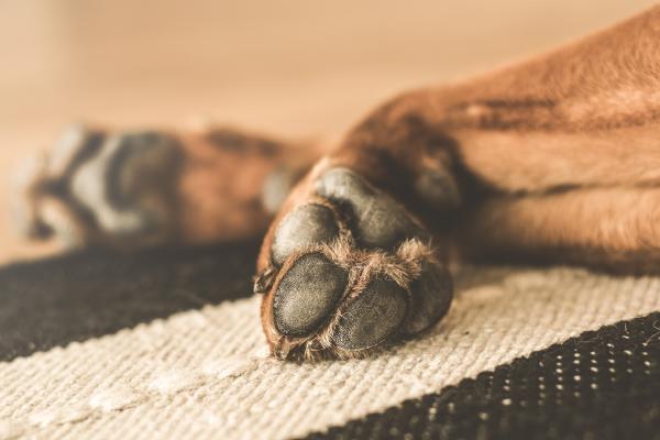 Hvorfor lukter hundens poter vondt?  – Hvordan er hundens bind?