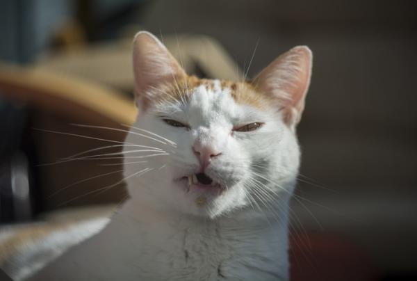 Hvorfor har katter våte neser?  – Katten min nyser og har en våt nese
