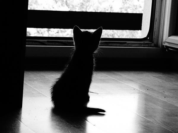Hvorfor er svarte katter forbundet med uflaks?  – Andre kulturer har behandlet deg bedre