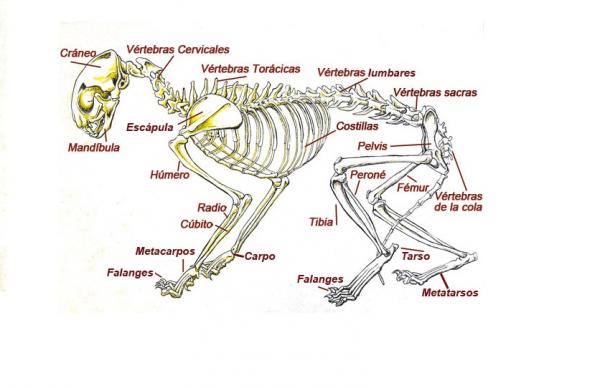 Cat Anatomy - Katteskjelettet