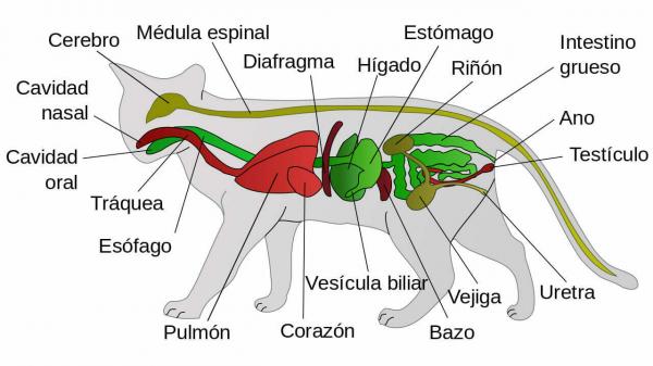 Cat Anatomy - Kattens fordøyelsessystem