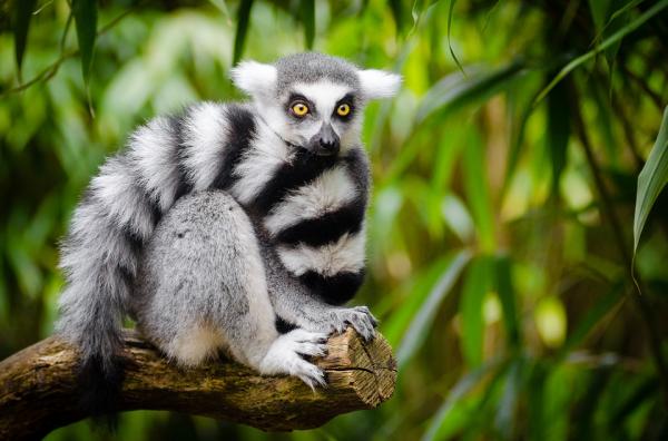 Lemur Habitat - Lemur Karakteristikker