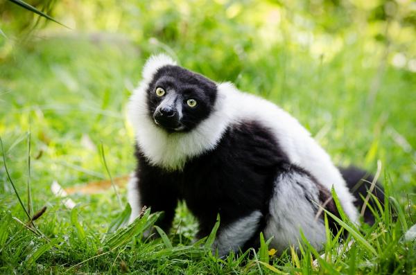 Lemurhabitat - Nåværende status for lemuren