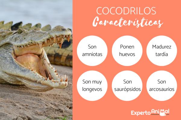 Hvordan blir krokodiller født?  - Kjennetegn på en krokodille