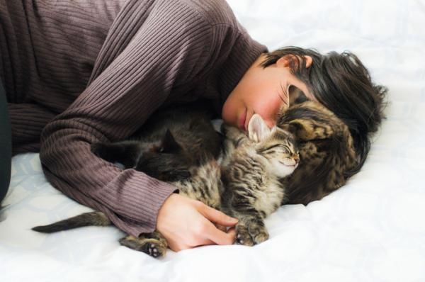 Hvorfor liker katter å sove oppå folk?  – Hvorfor sover katten din på hodet?