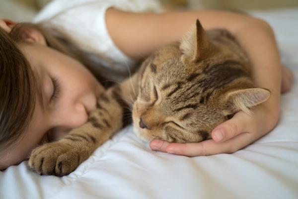 Hvorfor liker katter å sove oppå folk?  – Hvorfor er katten din alltid på toppen av deg?