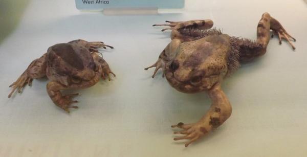 Hårete frosker - Navn og bilder - Kjennetegn på den hårete frosken (Trichobatrachus robustus)