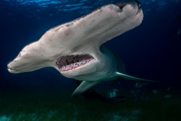 Hvor mange tenner har en hai?  – Hvor mange tenner har en hammerhai?