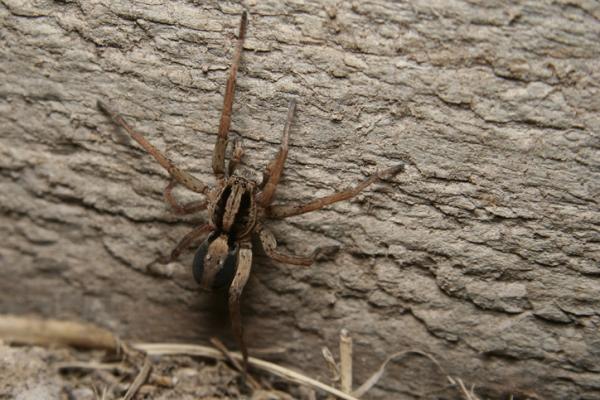 Typer giftige edderkopper - 5. Ulveedderkopp (Lycosa erythrognatha)