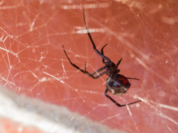 Typer giftige edderkopper - 3. Svart enke (Latrodectus mactans)