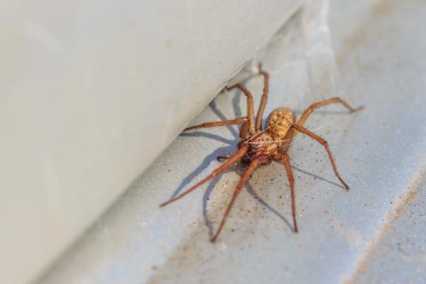 Typer giftige edderkopper - 8. Vandringsedderkopp (Eratigena agrestis)