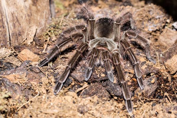 Typer giftige edderkopper - 4. Goliat-tarantula (Theraphosa blondi) 
