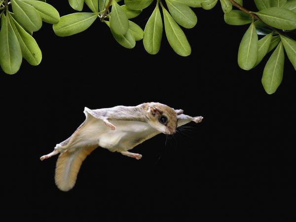 Flygende pattedyr – eksempler, funksjoner og bilder – sørlig flygende ekorn (Glaucomys volans)