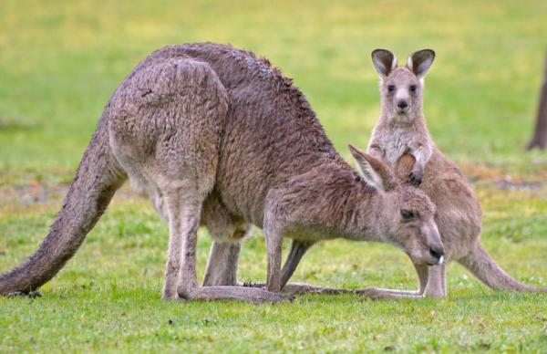 Hvor langt kan en kenguru hoppe?  - Kenguru reisehastighet