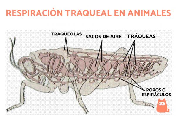 Trakeal respirasjon hos dyr - Hva er trakeal respirasjon hos dyr? 