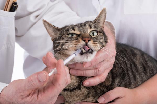 Hvorfor sikler katten min når jeg gir ham medisin?  – Hvordan gi sirup til en katt som ikke vil?