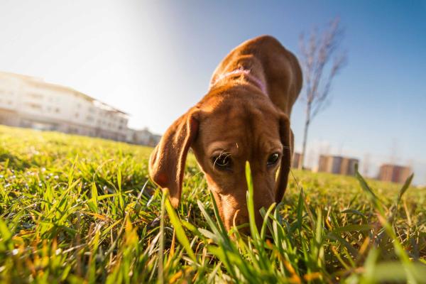 Hvorfor lukter hunden min alt på gaten?  – Hvorfor lukter hunder?