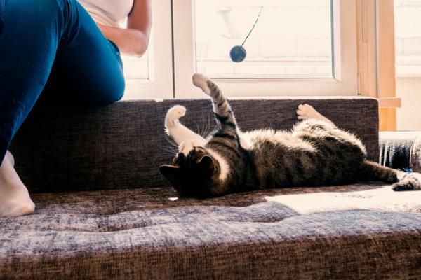 Hvorfor mjauer katter?  – Hvordan få katten min til å ikke mjau om natten?