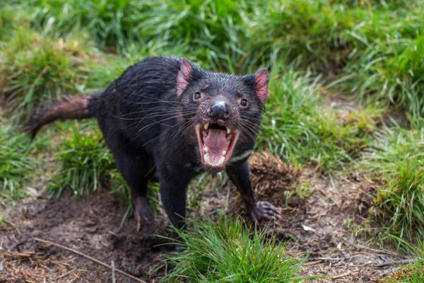 Dyr som begynner med D - 3. Tasmansk djevel (Sarcophilus harrisii)