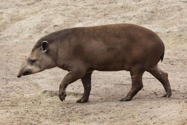 Dyr som begynner med D - 4. Tapir (Tapirus pinchaque)