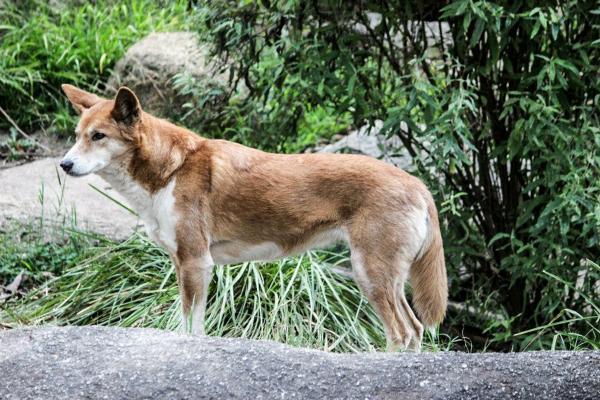 Dyr som begynner med D - 7. Dingo (Canis lupus dingo)