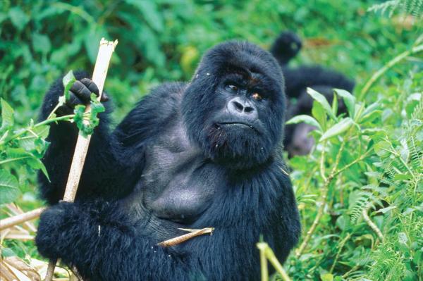 Gorillatyper - Hvordan er de forskjellige gorillaartene forskjellige?