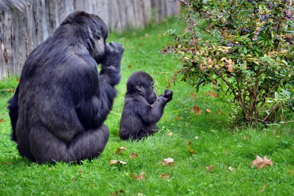 Typer gorillaer - Gorillaer, truede primater