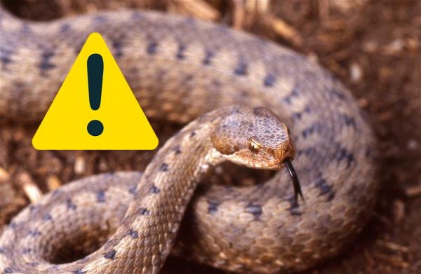5 arter av giftige slanger i Spania