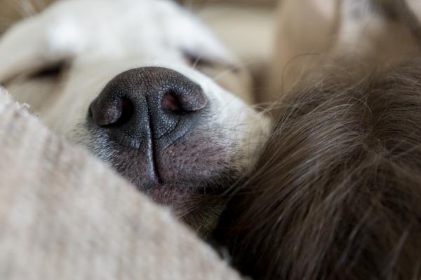 6 grunner til at hunden din sover med deg