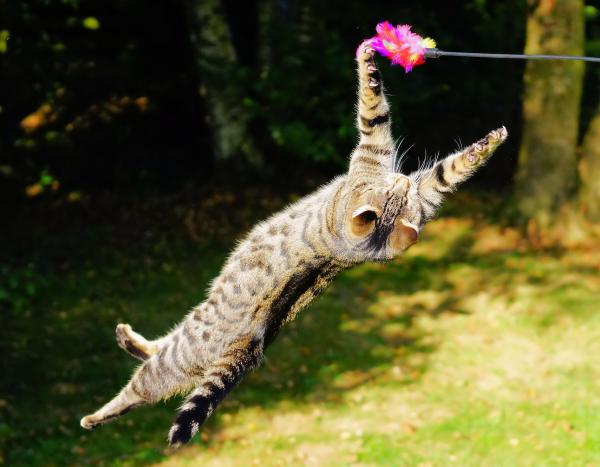 7 katteferdigheter som vil overraske deg