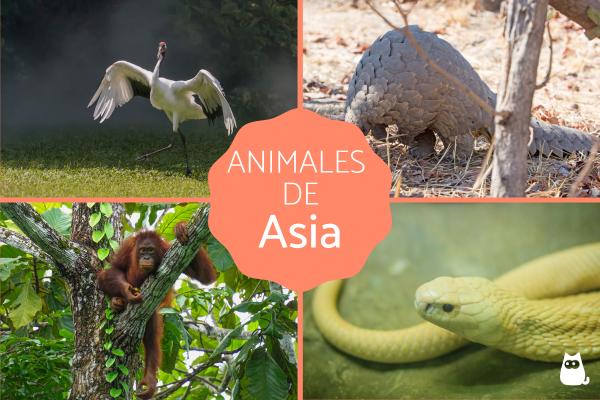 Asia dyr
