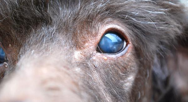 Bla oyne hos hunder arsaker behandlinger og rettsmidler