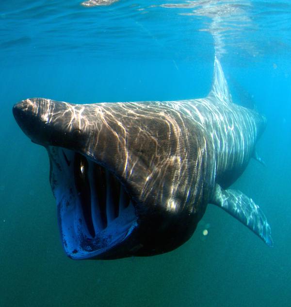 De 5 storste marine dyrene i verden