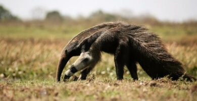 Dyr som spiser insekter Eksempler og kuriositeter