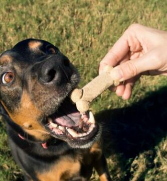 Er hundegodbiter bra