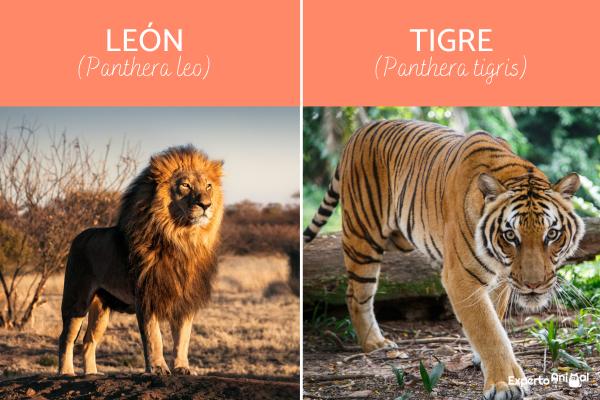Forskjeller mellom love og tiger