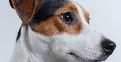 Gjaer otitis hos hunder Symptomer og behandling